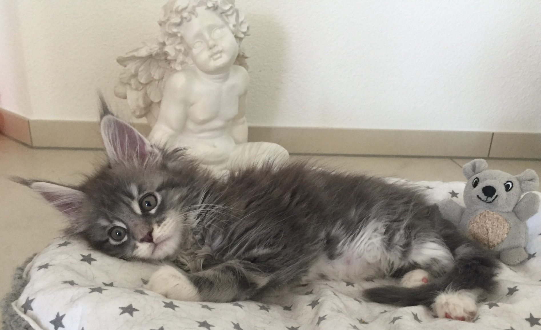 Red Guardian Kitten